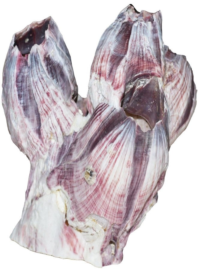 Nautical Beach Decor Aquarium Safe Real Purple Barnacle Cluster | Natural Barnacle Cluster | Holey Rock | Chiclid Stone (3" - 5") - Image 1